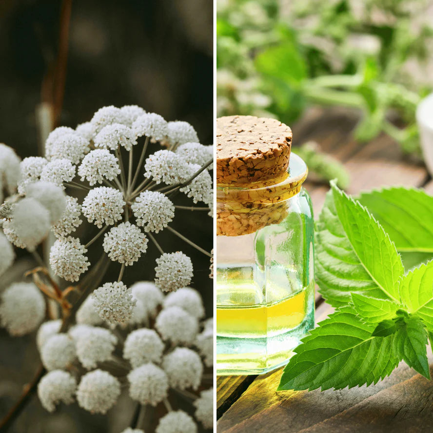 STIMULE LA CIRCULATION SANGUINE VERS LES NERFS