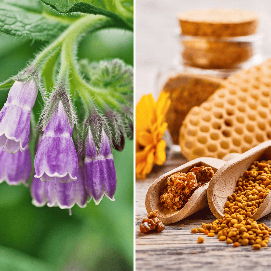 FAVORISE LA RÉGÉNÉRATION NERVEUSE